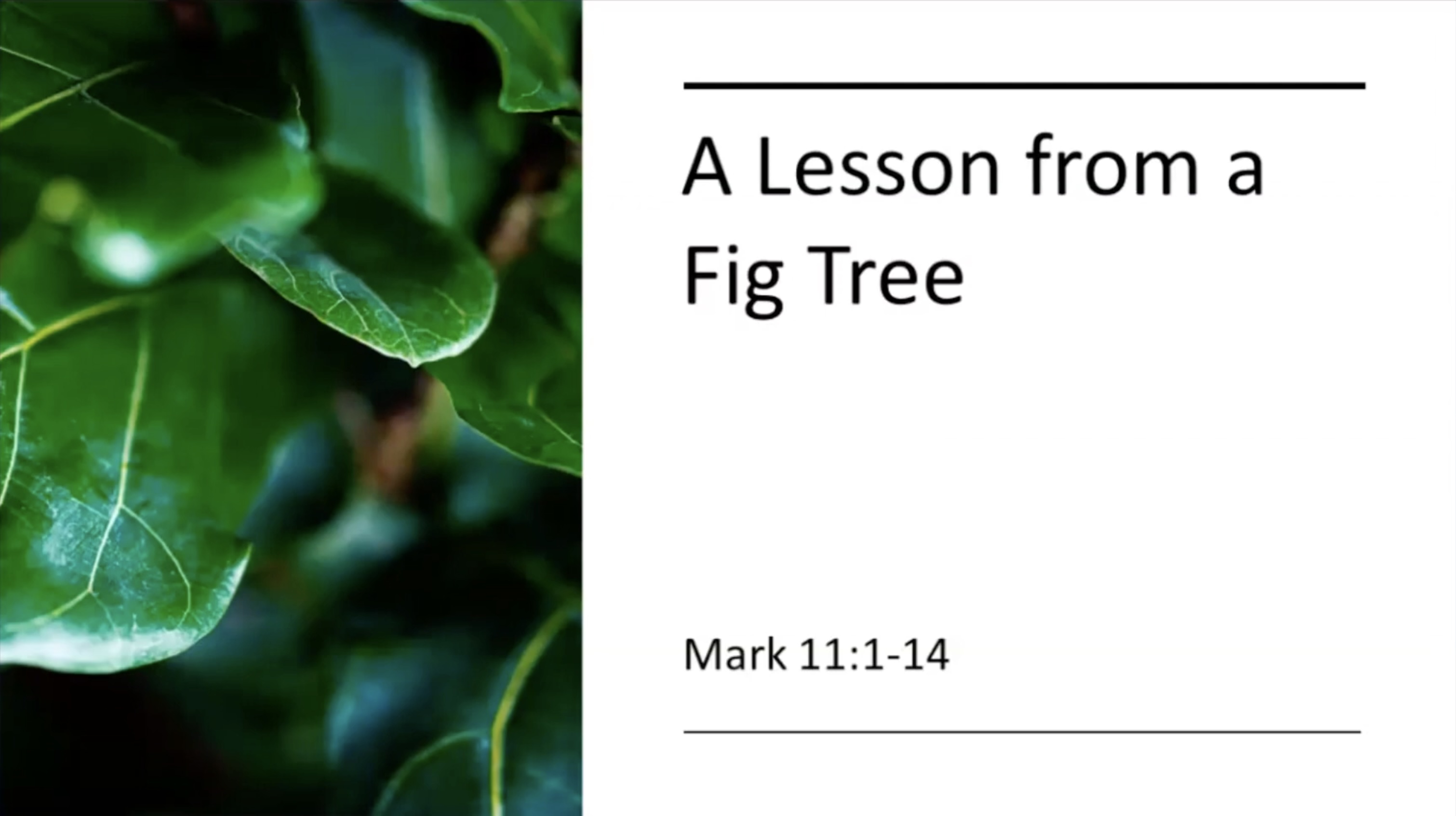 A Lesson From a Fig Tree